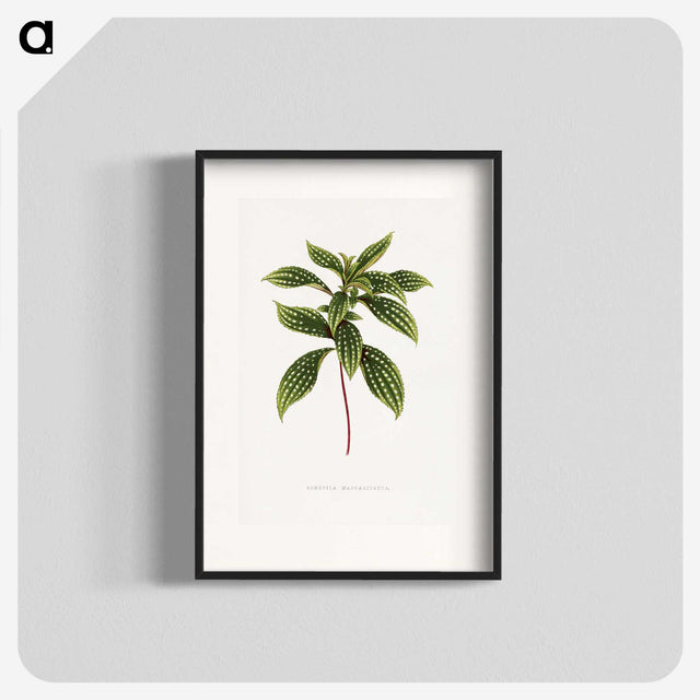 1-17_Plants-with-Colored-Foliage_blk