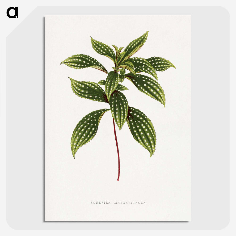1-17_Plants-with-Colored-Foliage_picture-crop