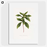 1-17_Plants-with-Colored-Foliage_picture