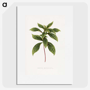 1-17_Plants-with-Colored-Foliage_picture