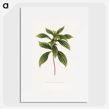 1-17_Plants-with-Colored-Foliage_picture
