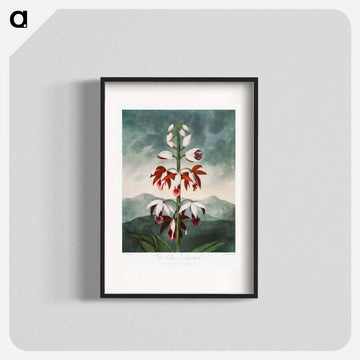 The Chinese Limodoron
 - ロバート ジョン ソーントン Poster.