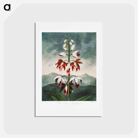 アートポストカード-The Chinese Limodoron
 - ロバート ジョン ソーントン Postcard.