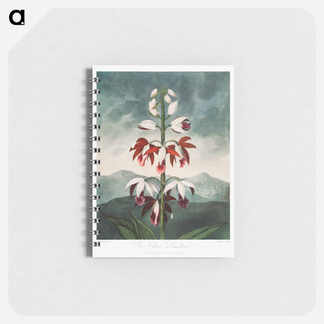 アートメモ帳-The Chinese Limodoron
 - ロバート ジョン ソーントン Memo.