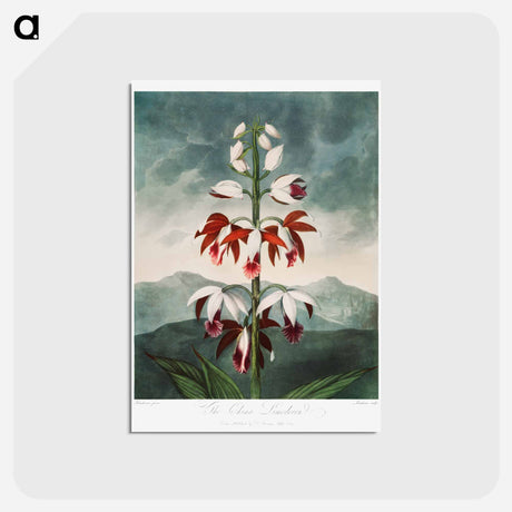 アートポストカード-The Chinese Limodoron
 - ロバート ジョン ソーントン Postcard.