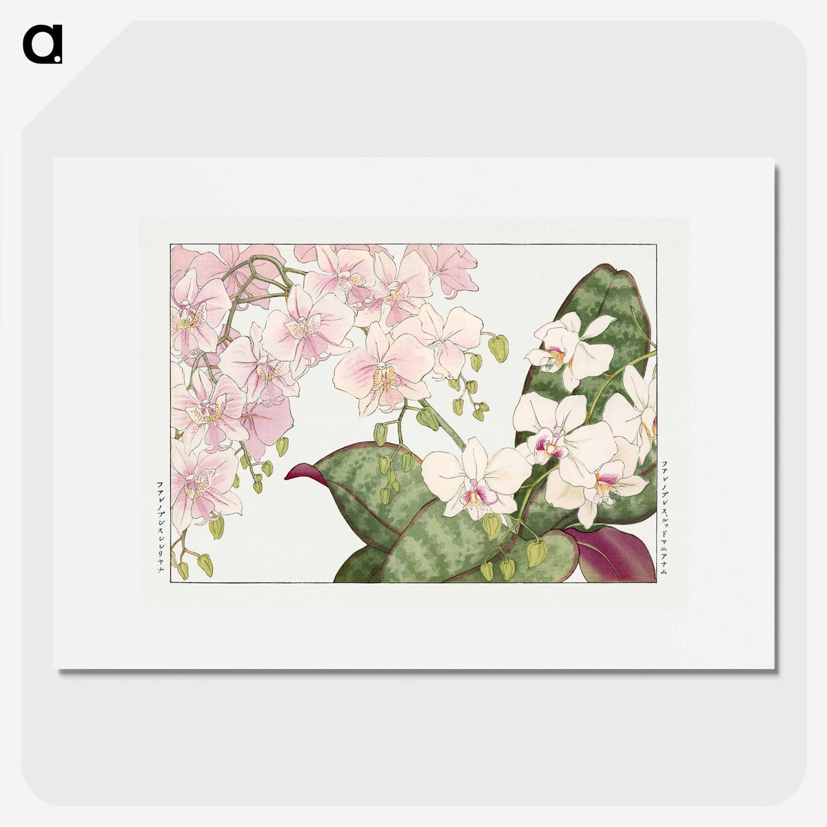 1-17_Seiyo-Soka-Zufu_picture