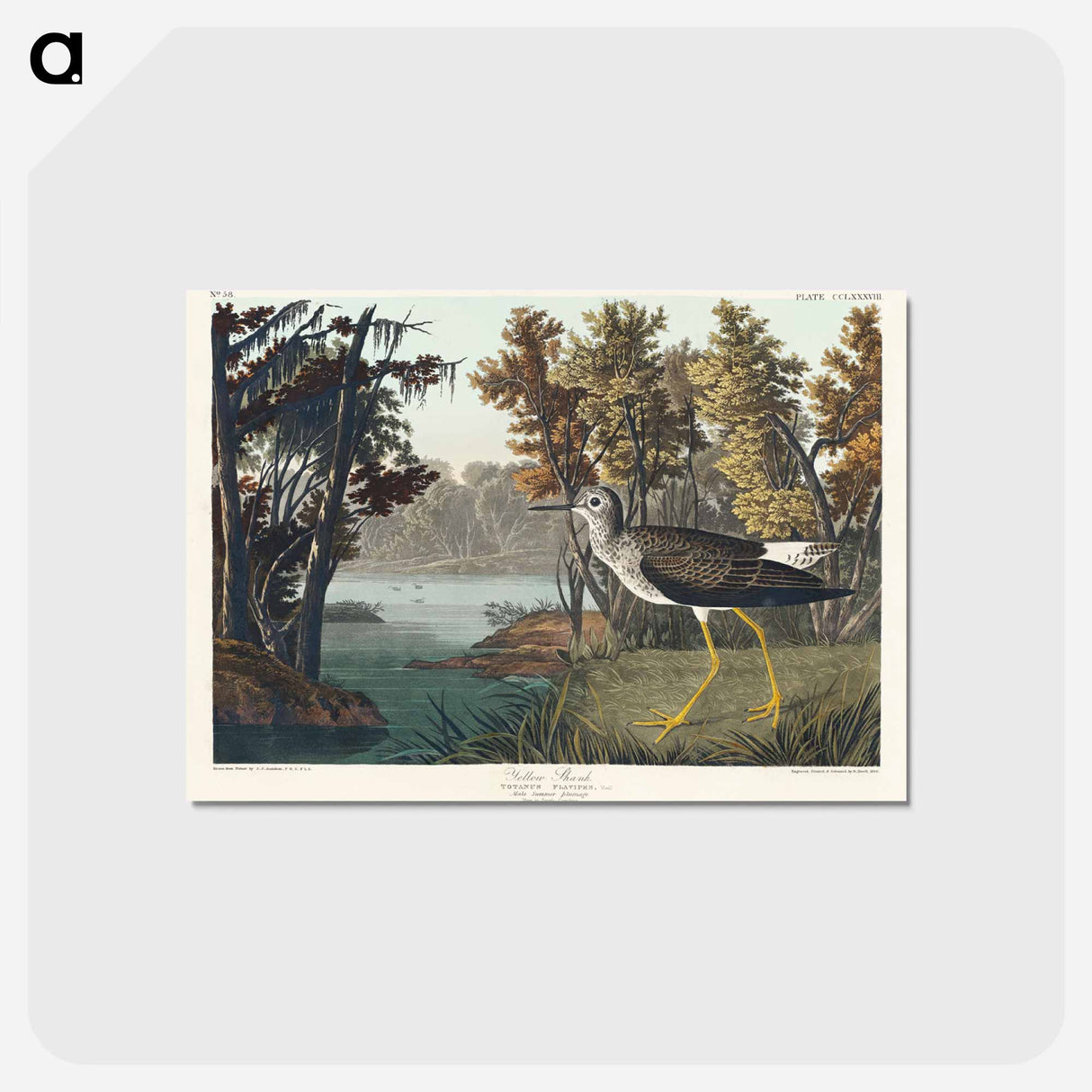 アートポストカード-Yellow Shank from Birds of America
 - アメリカの鳥たち Postcard.