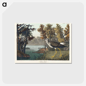 アートポストカード-Yellow Shank from Birds of America
 - アメリカの鳥たち Postcard.