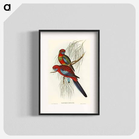 アートポスター-Pennant's Parakeet
 - オーストラリアの鳥 Poster.