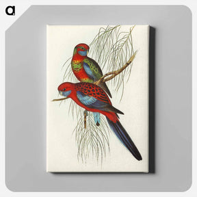 アートパネル-Pennant's Parakeet
 - オーストラリアの鳥 Canvas.