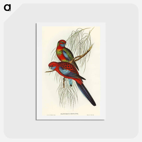 アートポストカード-Pennant's Parakeet
 - オーストラリアの鳥 Postcard.