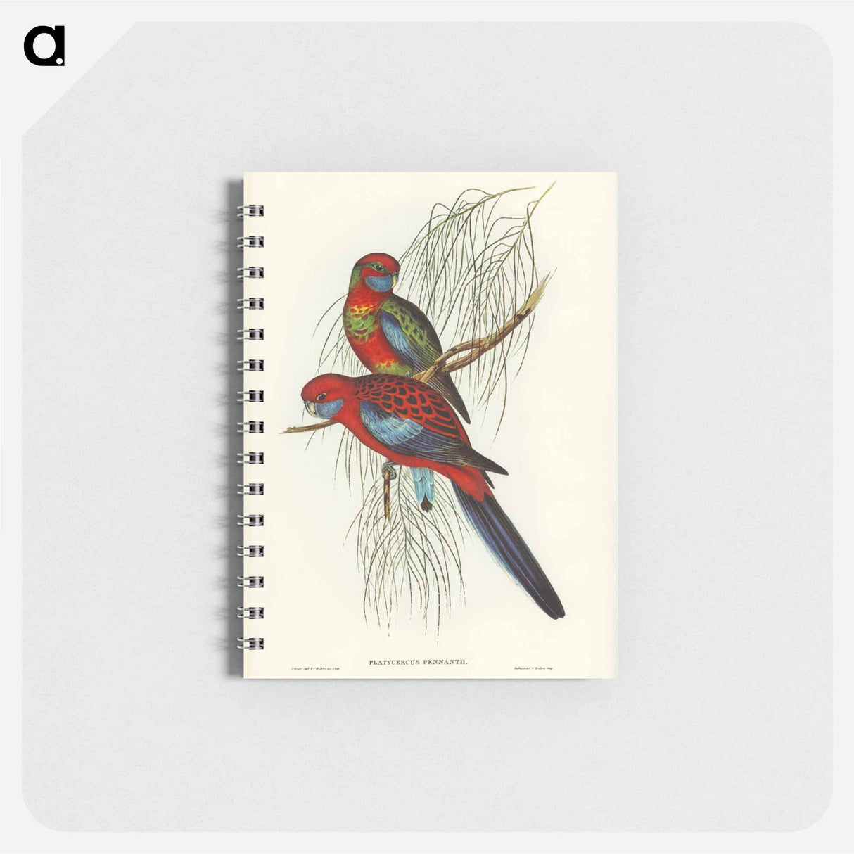 アートメモ帳-Pennant's Parakeet
 - オーストラリアの鳥 Memo.