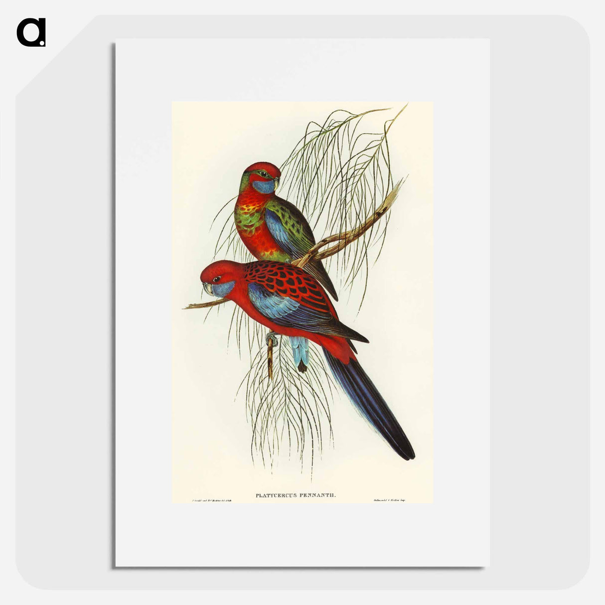 Pennant's Parakeet
 - オーストラリアの鳥 Poster.