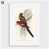 Pennant's Parakeet
 - オーストラリアの鳥 Poster.