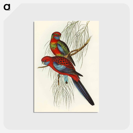 アートポストカード-Pennant's Parakeet
 - オーストラリアの鳥 Postcard.