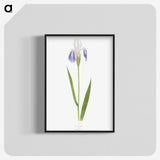 1-17_The-Genus-Iris_blk-crop