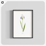1-17_The-Genus-Iris_blk