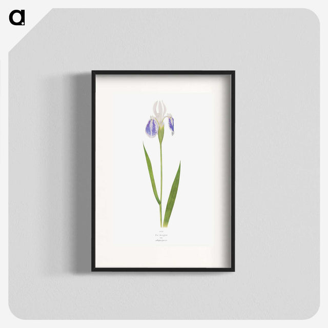 1-17_The-Genus-Iris_blk