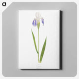1-17_The-Genus-Iris_canvas