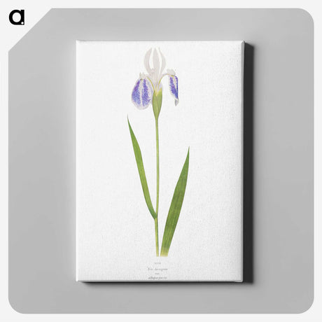 1-17_The-Genus-Iris_canvas