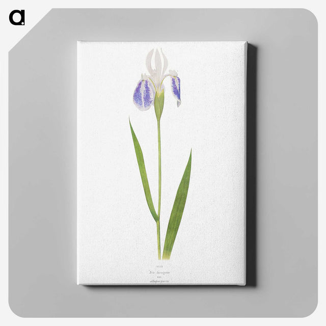 1-17_The-Genus-Iris_canvas