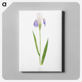アートパネル-Iris Laevigata var. Albopurpurea
 - アヤメ属 Canvas.