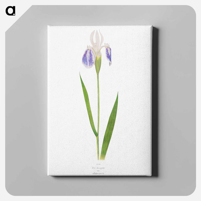 アートパネル-Iris Laevigata var. Albopurpurea
 - アヤメ属 Canvas.