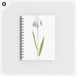 1-17_The-Genus-Iris_memo