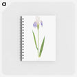 アートメモ帳-Iris Laevigata var. Albopurpurea
 - アヤメ属 Memo.