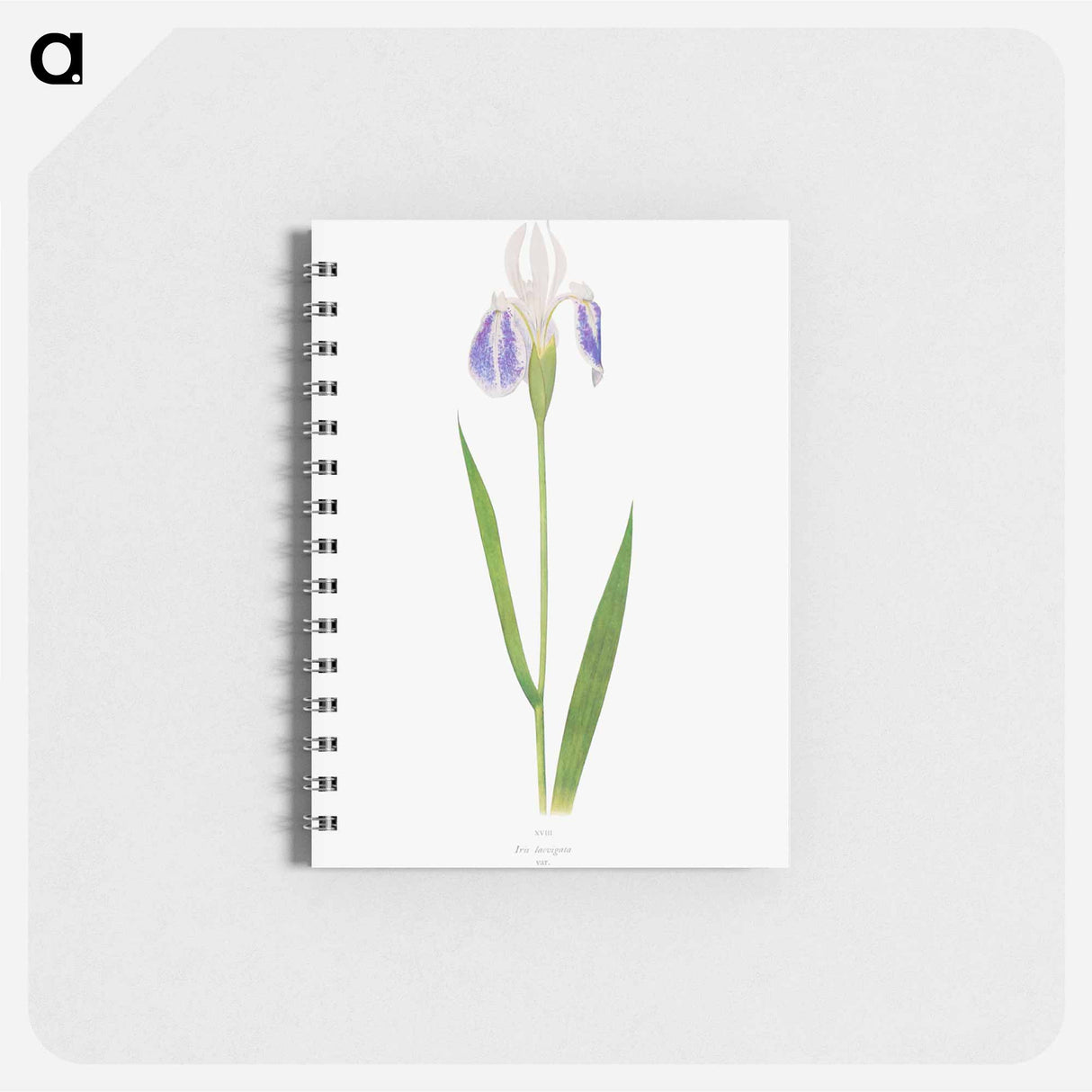 アートメモ帳-Iris Laevigata var. Albopurpurea
 - アヤメ属 Memo.