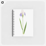 アートメモ帳-Iris Laevigata var. Albopurpurea
 - アヤメ属 Memo.