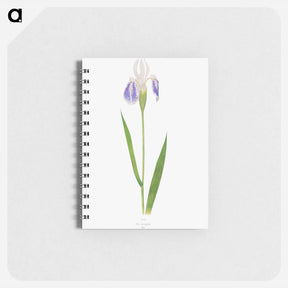 アートメモ帳-Iris Laevigata var. Albopurpurea
 - アヤメ属 Memo.