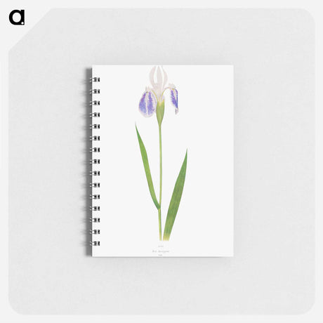 アートメモ帳-Iris Laevigata var. Albopurpurea
 - アヤメ属 Memo.