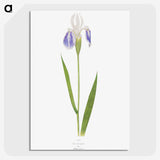 1-17_The-Genus-Iris_picture-crop