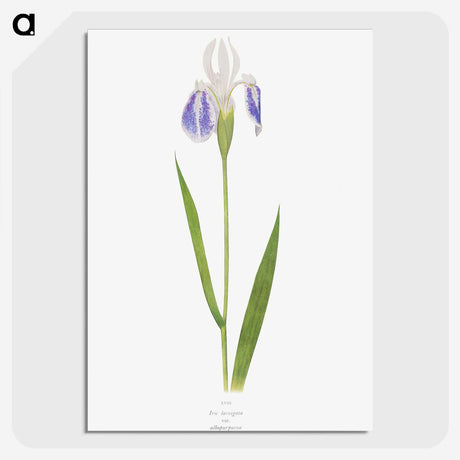 1-17_The-Genus-Iris_picture-crop