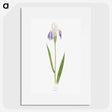 1-17_The-Genus-Iris_picture