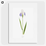 1-17_The-Genus-Iris_picture