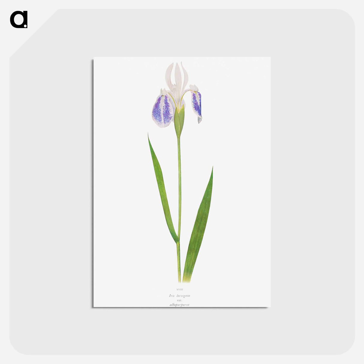 アートポストカード-Iris Laevigata var. Albopurpurea
 - アヤメ属 Postcard.