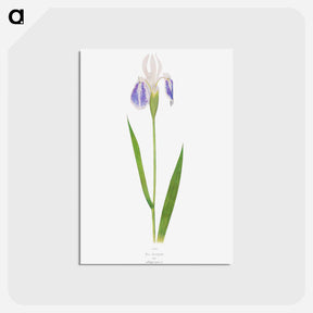 アートポストカード-Iris Laevigata var. Albopurpurea
 - アヤメ属 Postcard.
