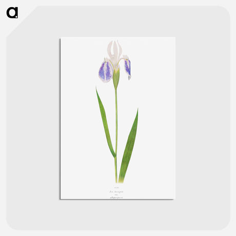 アートポストカード-Iris Laevigata var. Albopurpurea
 - アヤメ属 Postcard.