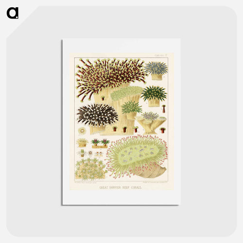 Great Barrier Reef Corals - オーストラリアのグレートバリアリーフ Postcard.