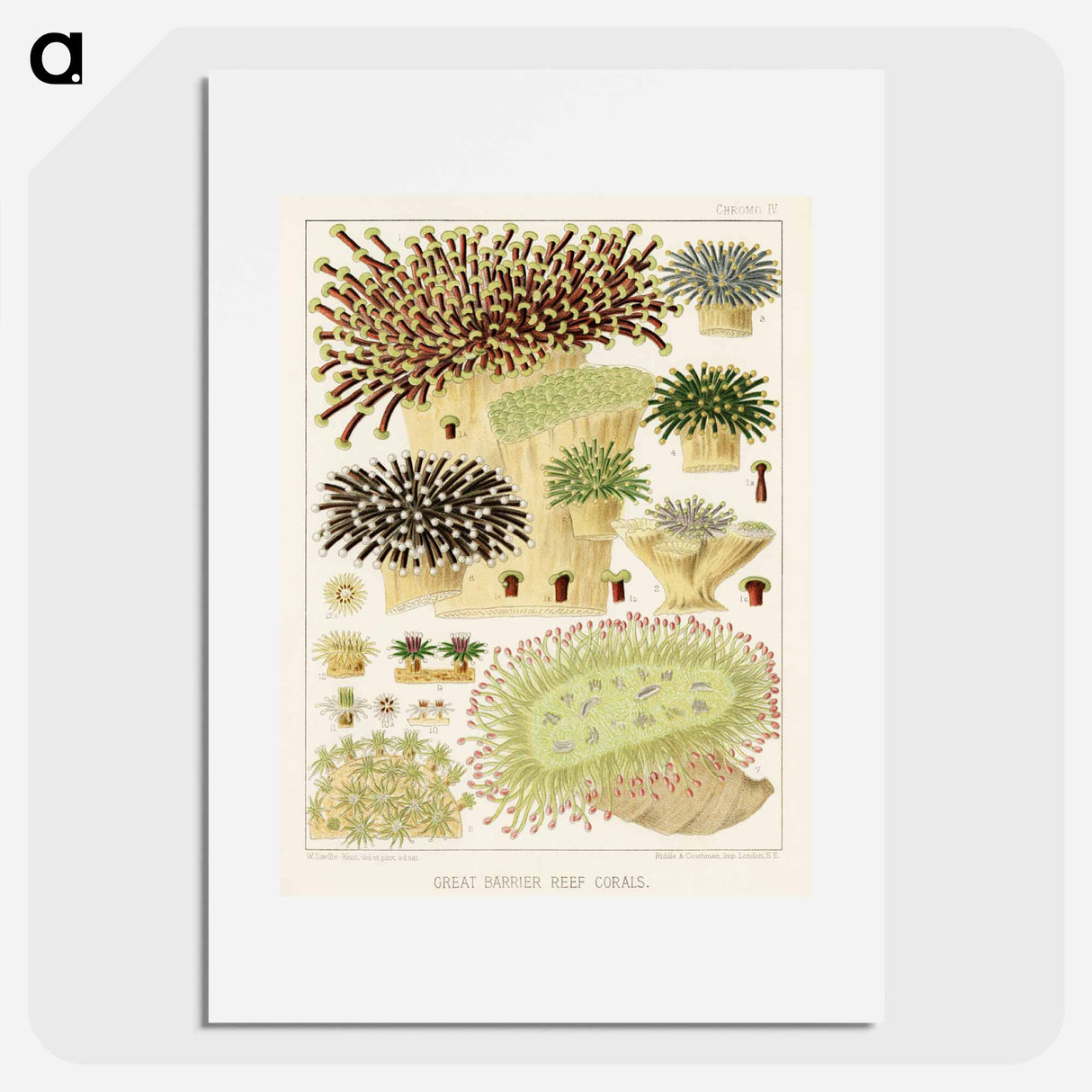 Great Barrier Reef Corals - オーストラリアのグレートバリアリーフ Poster.