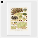 Great Barrier Reef Corals - オーストラリアのグレートバリアリーフ Poster.