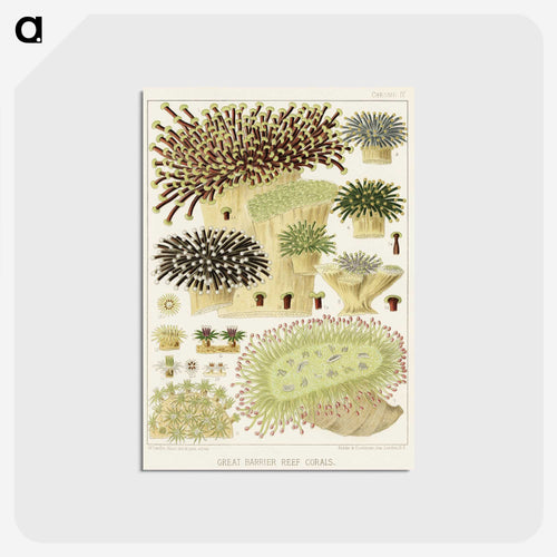 Great Barrier Reef Corals - オーストラリアのグレートバリアリーフ Postcard.