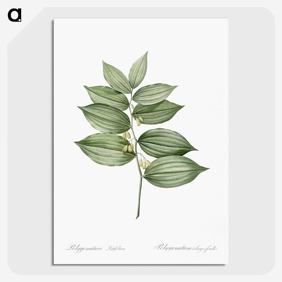 1-17_The-Lilies_picture-crop