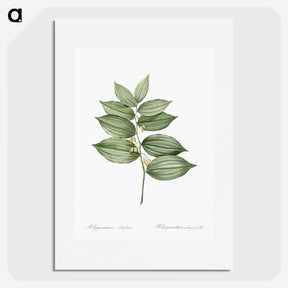 1-17_The-Lilies_picture
