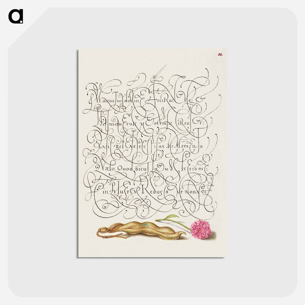 アートポストカード-Kidney Bean and English Daisy
 - 書道のお手本 Postcard.