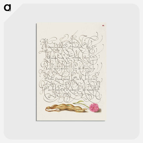 アートポストカード-Kidney Bean and English Daisy
 - 書道のお手本 Postcard.