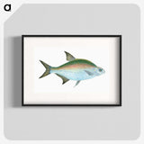 1-17_The-Natural-History-of-British-Fishes_blk