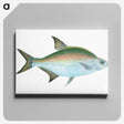 1-17_The-Natural-History-of-British-Fishes_canvas